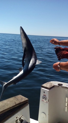 Algarve Blue Shark.jpg